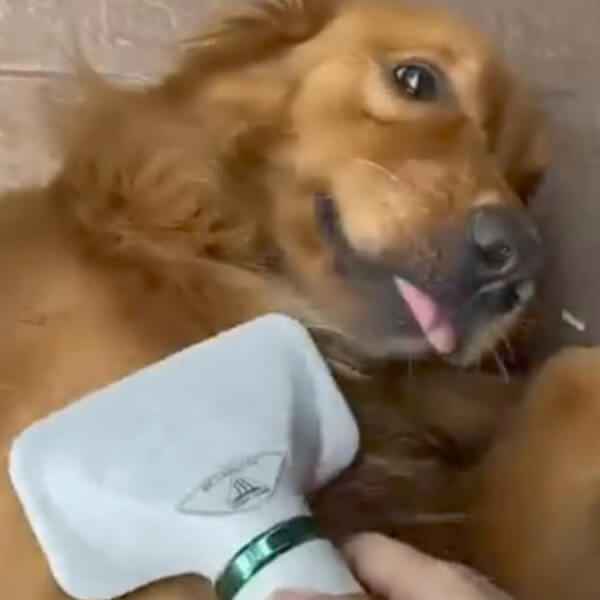 Furrify™ – Seca y estiliza el pelaje de tu perro en minutos